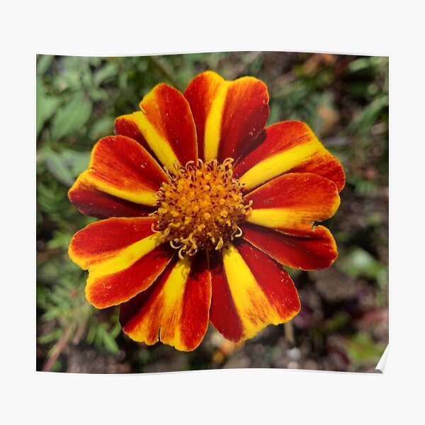 Marigold Marvel Poster