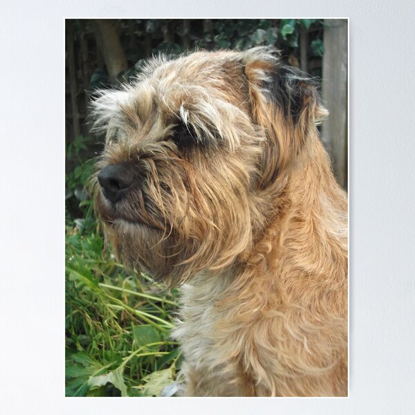 Item preview, Border Terrier Portrait designed and sold by John Honeyman.