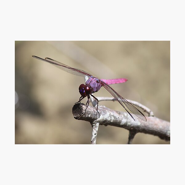 Purple Dragon Photographic Print
