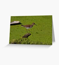 Solitary Sandpiper Grußkarte