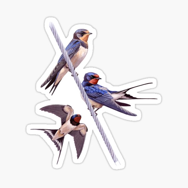 Barn Swallows Sticker