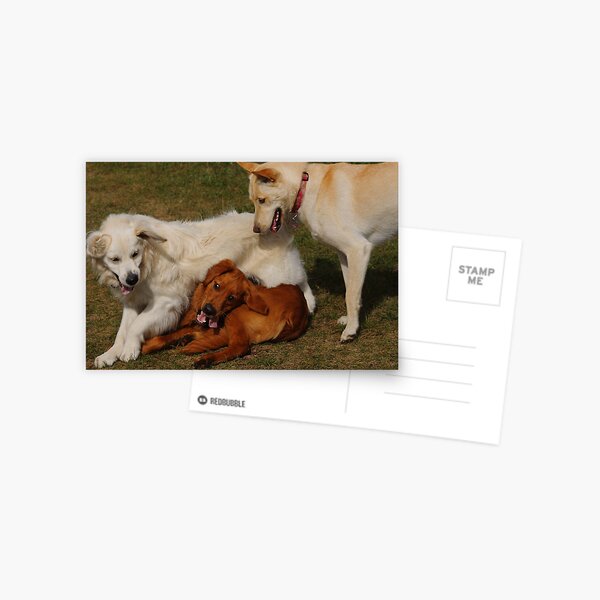 Dog Pile! Postcard