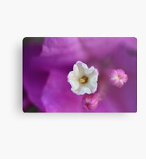 Bougainville Metal Print