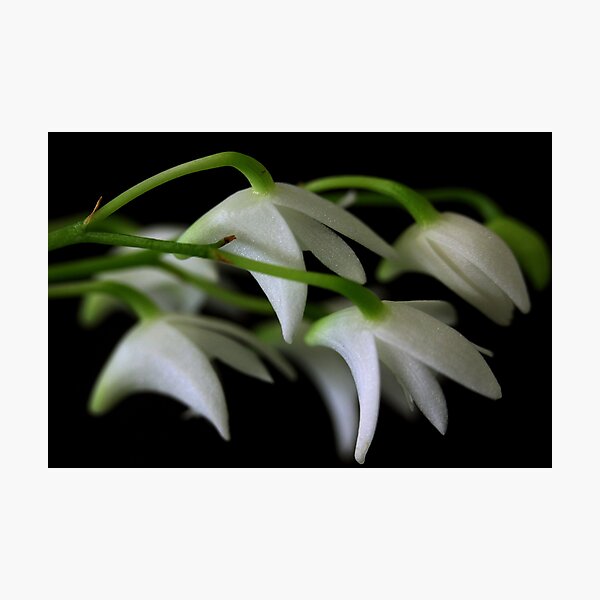 Item preview, Dendrobium kingianum var. alba designed and sold by andrachne.