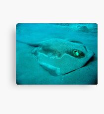 Bottom Feeder Wall Art Redbubble