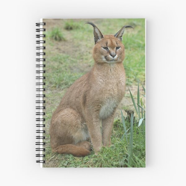Item preview, Caracal designed and sold by aquabella.