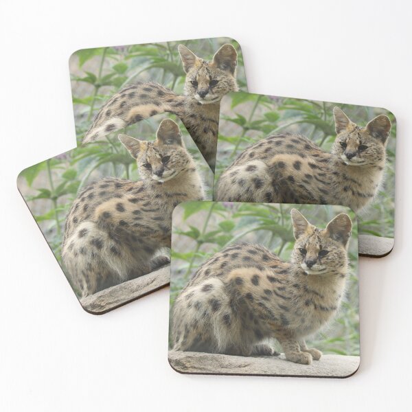 Item preview, Serval designed and sold by aquabella.