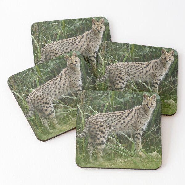 Item preview, Serval designed and sold by aquabella.
