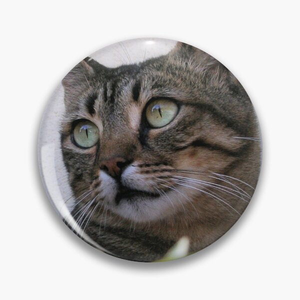 Artikelvorschau, Tabby-Katze sitzt im Schatten hinter Passiflora Vine entworfen und verkauft von taiche.