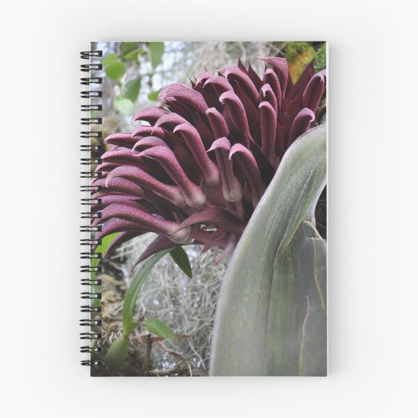 Item preview, Tongue Orchid by stellaclay designed and sold by stellaclay.