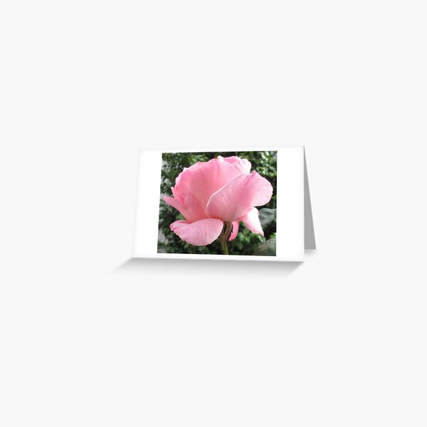 Pink Beauty Greeting Card