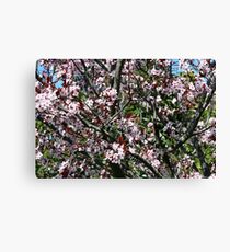 Ume Japanese Apricot Leinwanddruck