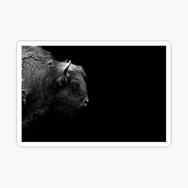Bison Sticker