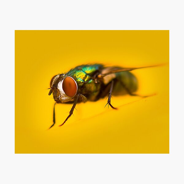 Item preview, Louie the Fly II designed and sold by Chris  Randall.