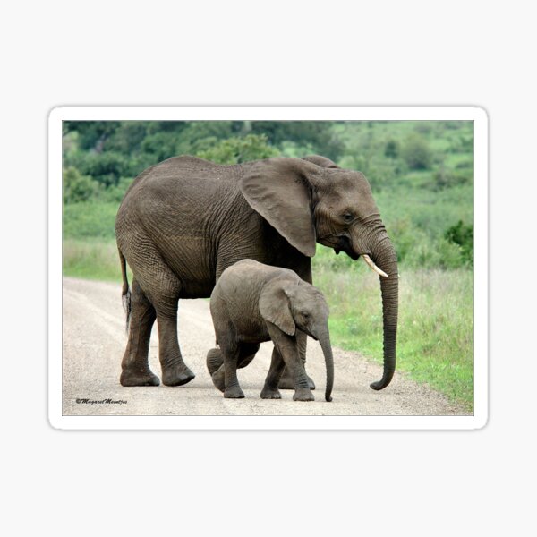SIDE BY SIDE - THE AFRICAN ELEPHANT – Loxodonta Africana - Afrika Olifant Sticker