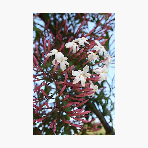 Pink Buds and Jasmine Blossom Close Up Photographic Print