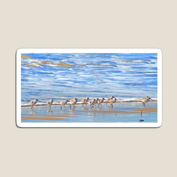 We're following the leader... Sandpipers in Goleta Beach California Magnet