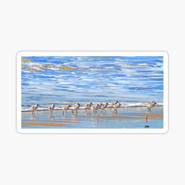 We're following the leader... Sandpipers in Goleta Beach California Sticker