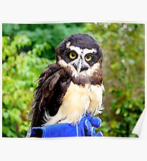 Spectacled Owl Poster