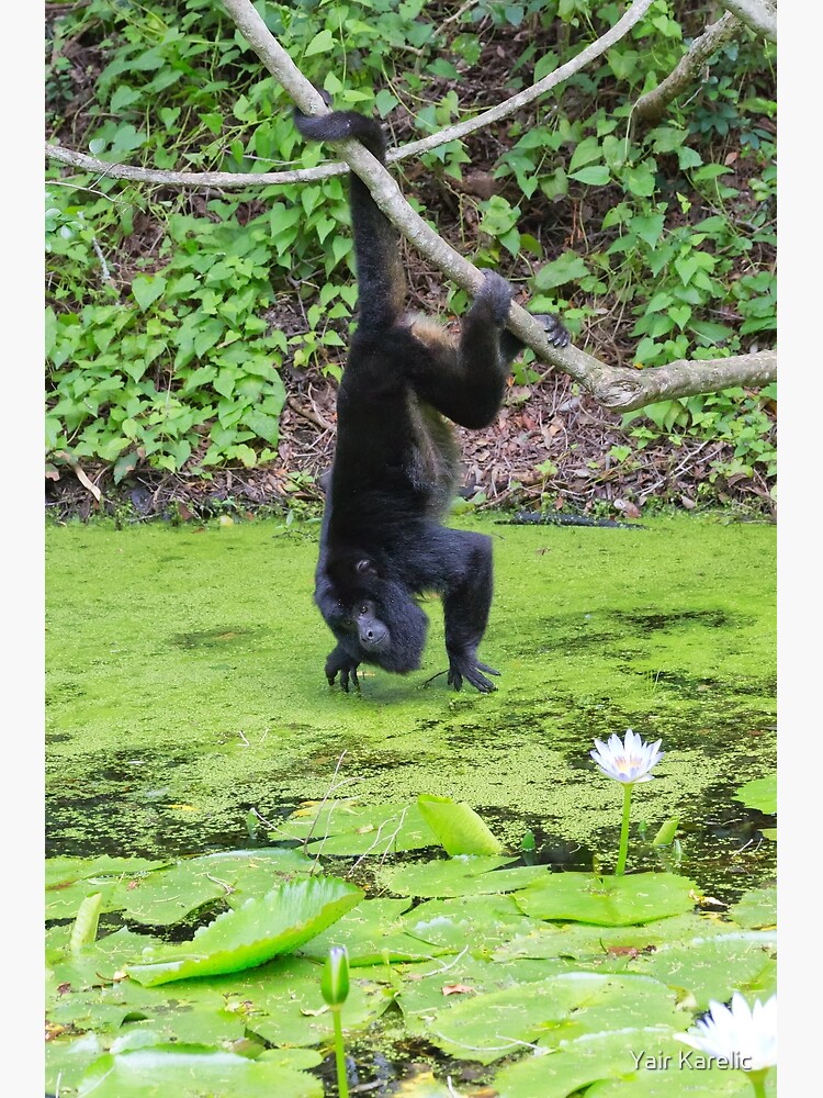 Male Black Howler Monkey (Alouatta caraya) Photographic Print for