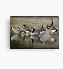 Canada Geese Soon to Go South Canvas Print