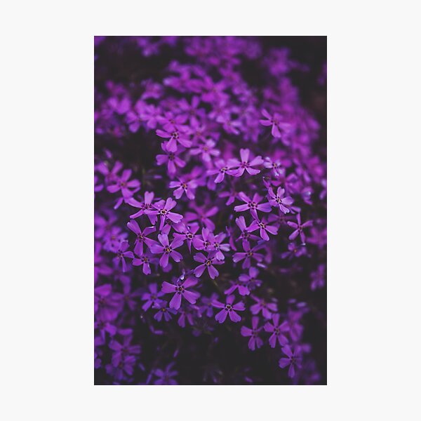 Item preview, PURPLE FLOWERS PATTERN designed and sold by VividThreadsDesignStudio.