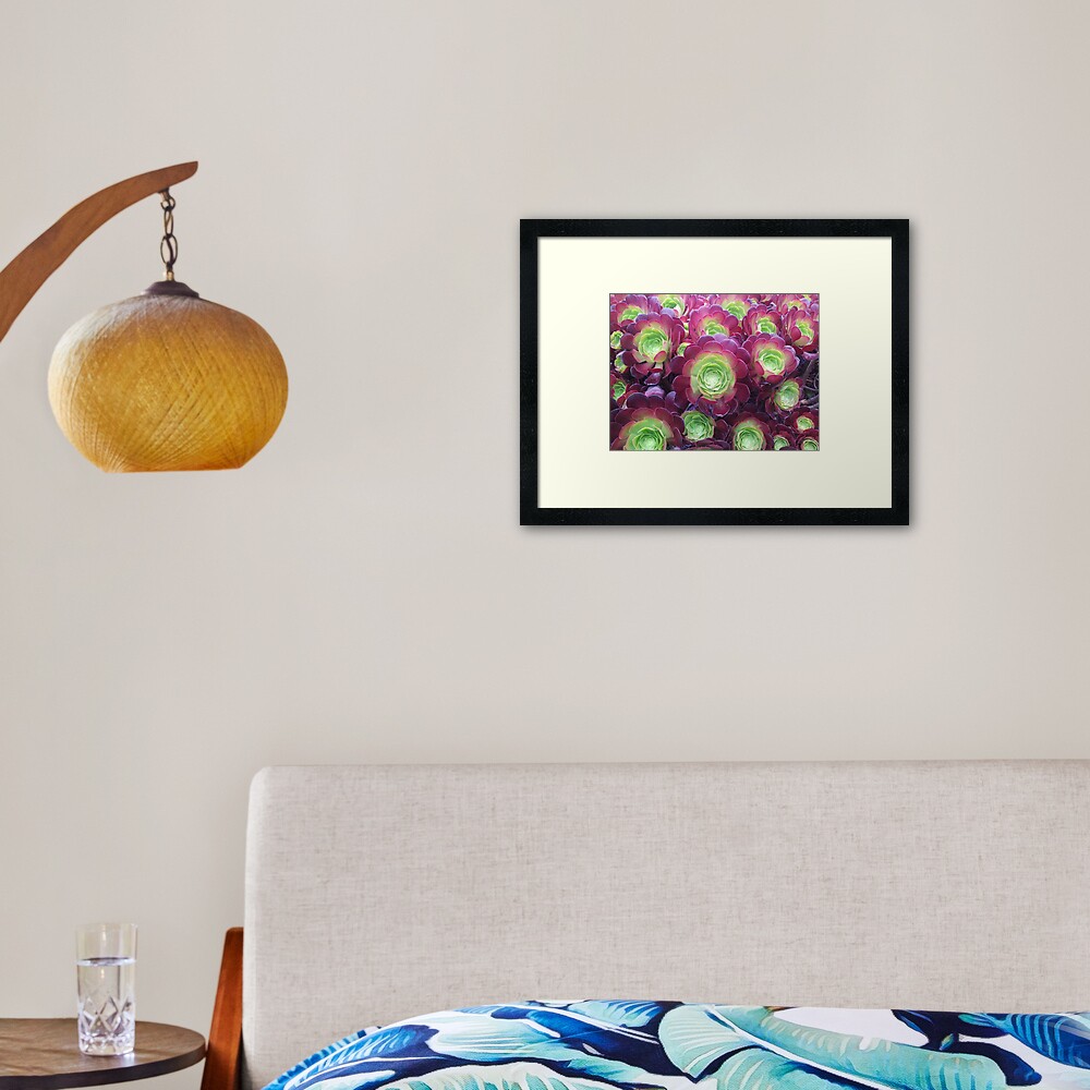 Succulents at the Desert Garden Framed Art Print
