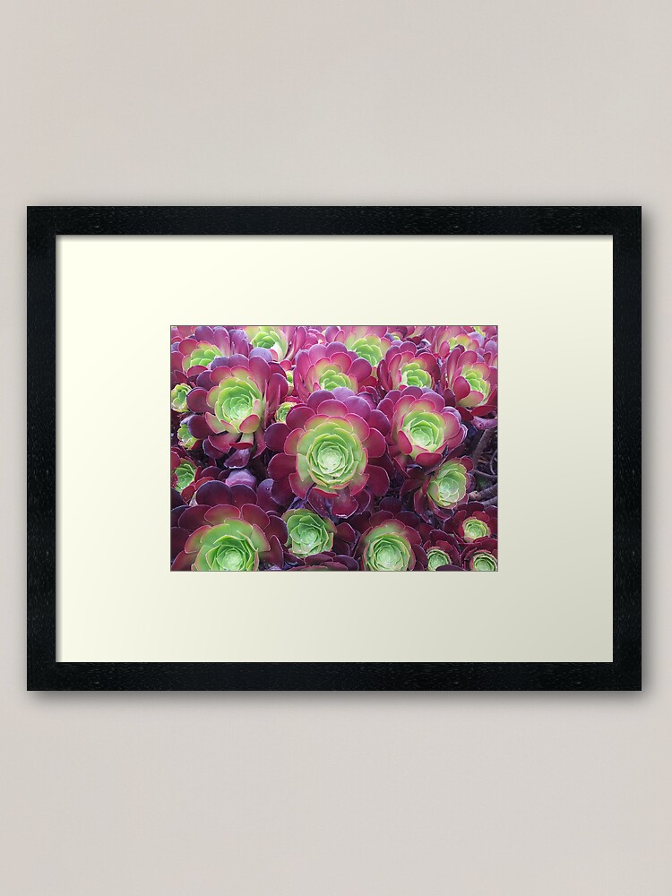 Thumbnail 2 of 7, Framed Art Print, Succulents at the Desert Garden designed and sold by TalBright.