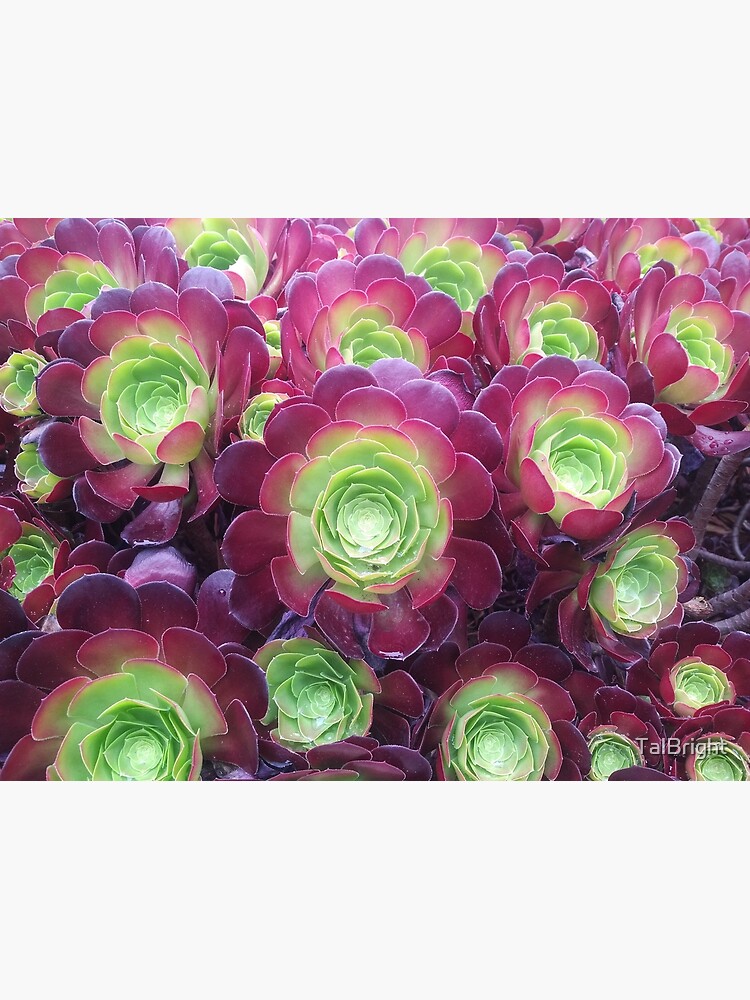 Thumbnail 7 of 7, Framed Art Print, Succulents at the Desert Garden designed and sold by TalBright.