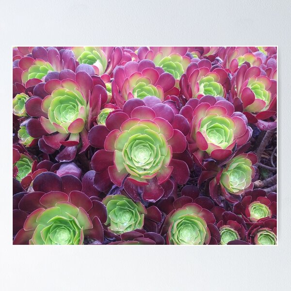 Succulents at the Desert Garden Poster