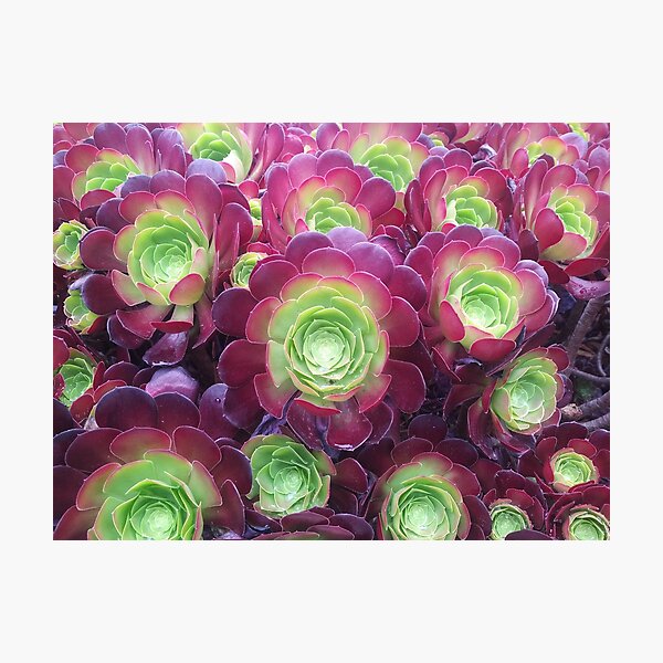 Succulents at the Desert Garden Photographic Print