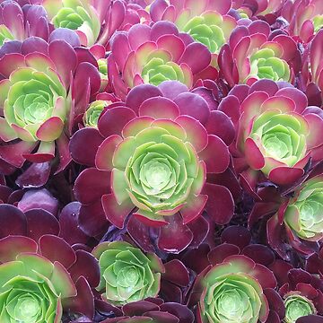 Artwork thumbnail, Succulents at the Desert Garden by TalBright