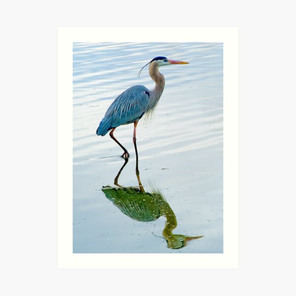 Blue Heron Art Print
