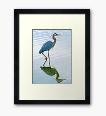 Blue Heron Framed Print