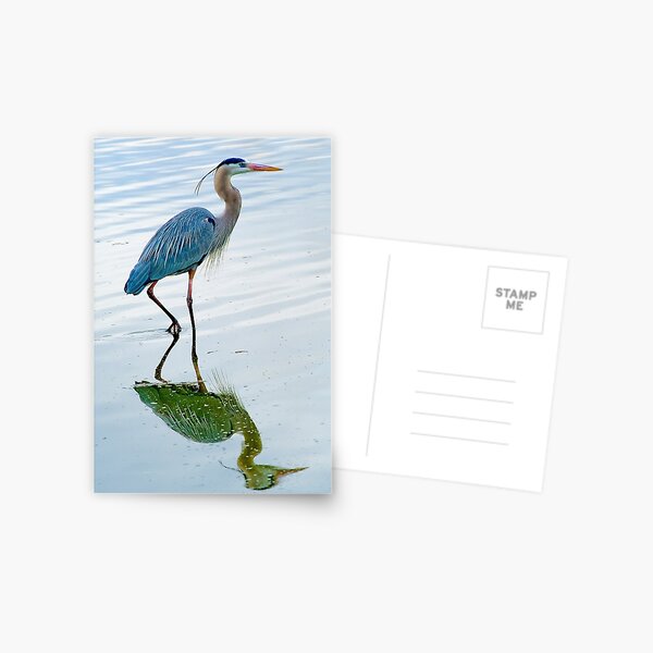 Blue Heron Postcard