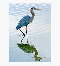 Blue Heron Photographic Print