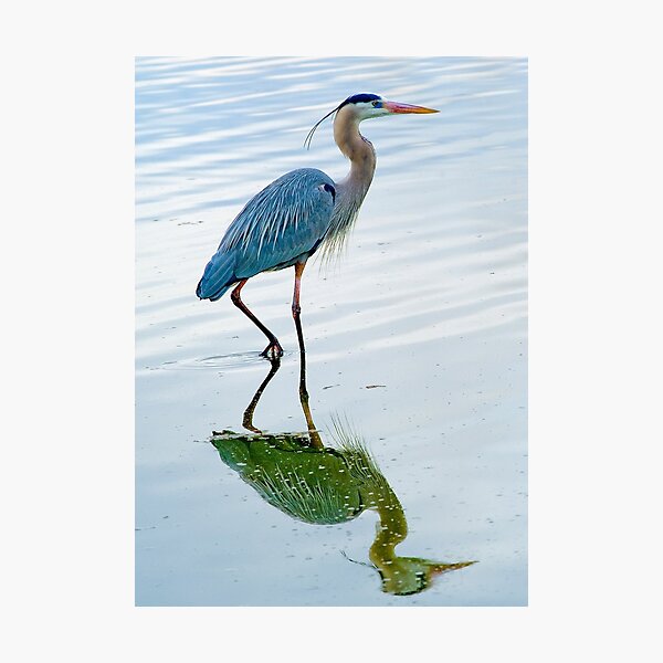 Blue Heron Photographic Print