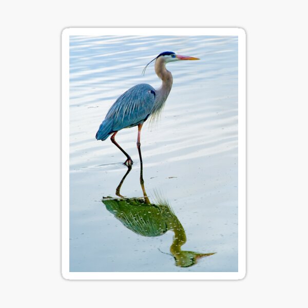 Blue Heron Sticker