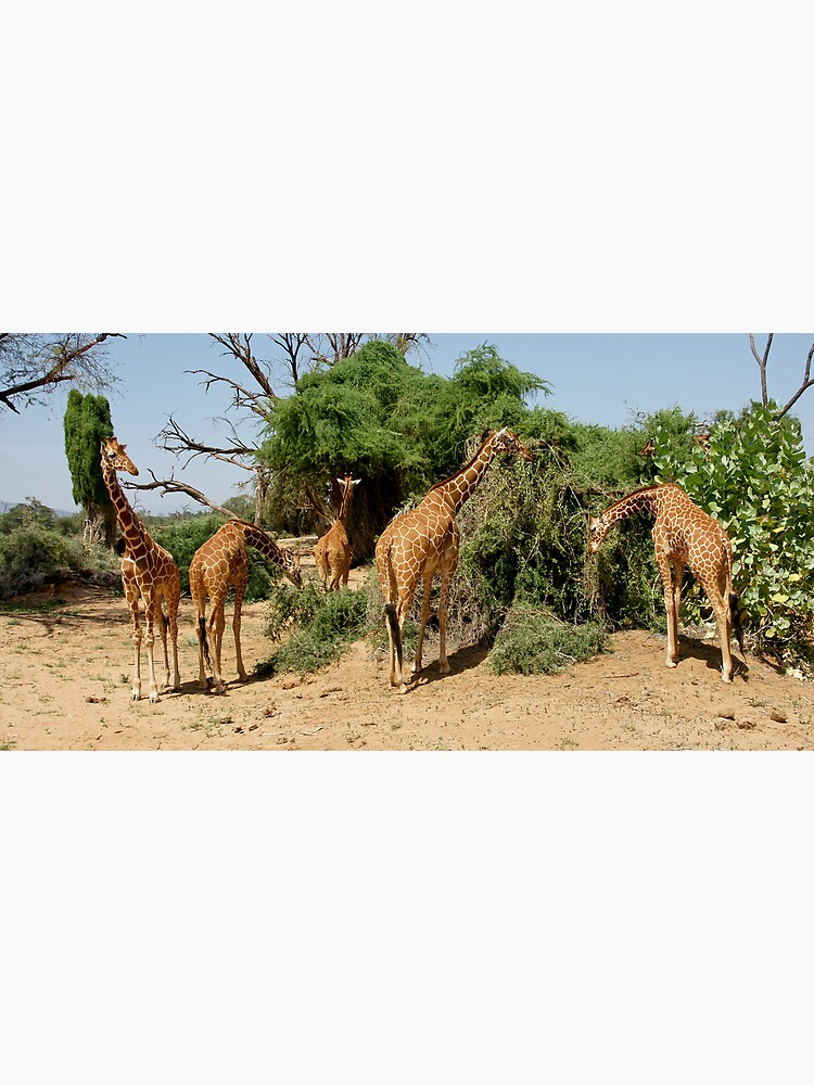 Reticulated Giraffes by rogersmith