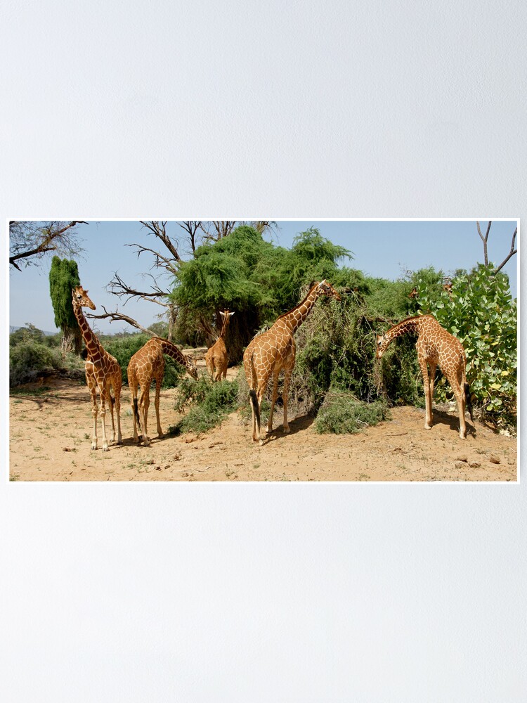 Alternate view of Reticulated Giraffes Poster