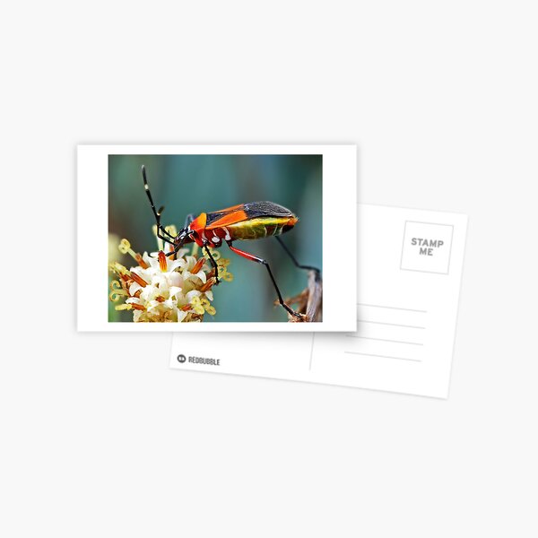 Stretching Postcard