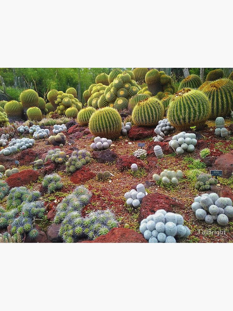 Thumbnail 3 of 3, Photographic Print, Cute Cacti designed and sold by TalBright.