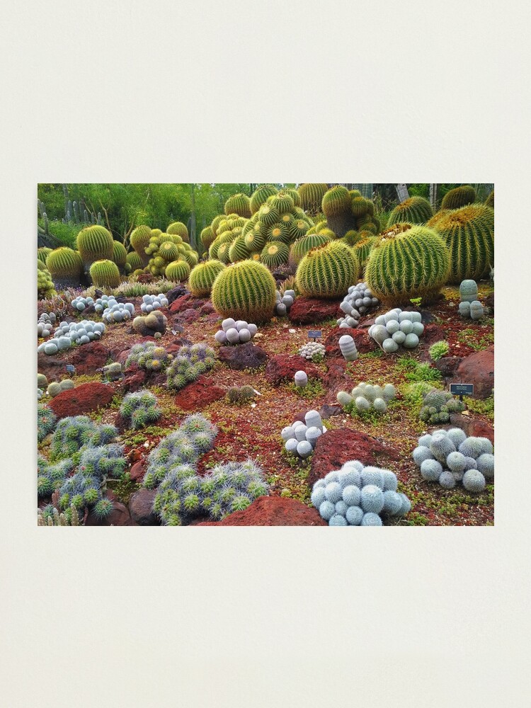 Thumbnail 2 of 3, Photographic Print, Cute Cacti designed and sold by TalBright.