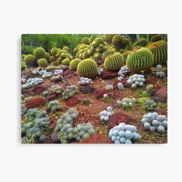 Cute Cacti Canvas Print