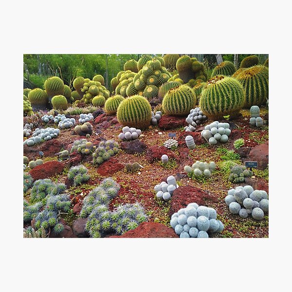 Photographic Print