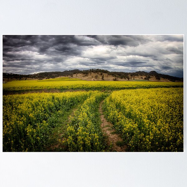 Item preview, Canola designed and sold by Kym Howard.