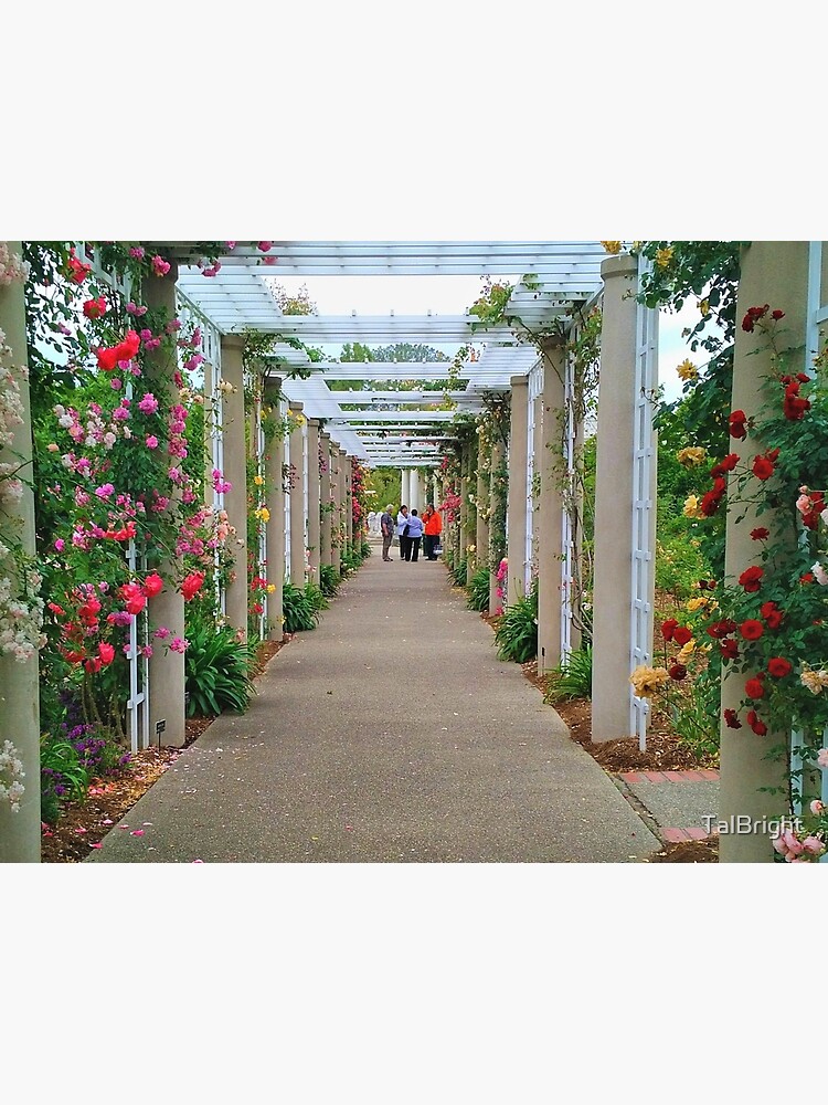 The Rose Garden by TalBright