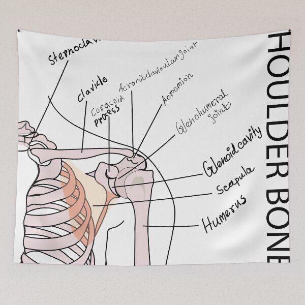Item preview, shoulder bone medical poster vector illustration | SHOULDER BONES | medical poster of shoulder bone  designed and sold by KARTICK DUTTA.