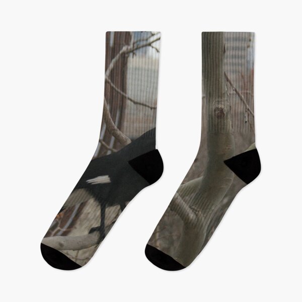 Item preview, Pied Currawong DPG150611 designed and sold by CSteenArt.