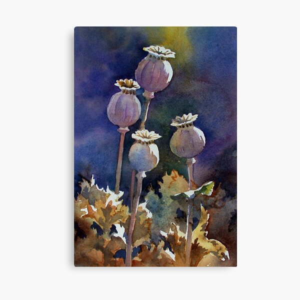 Poppy Seed Heads Canvas Print